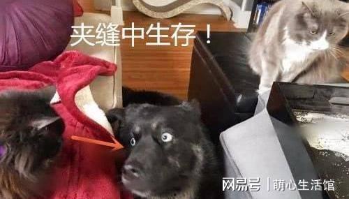 狗子今日爆料最新消息,最新热点事件深度解析